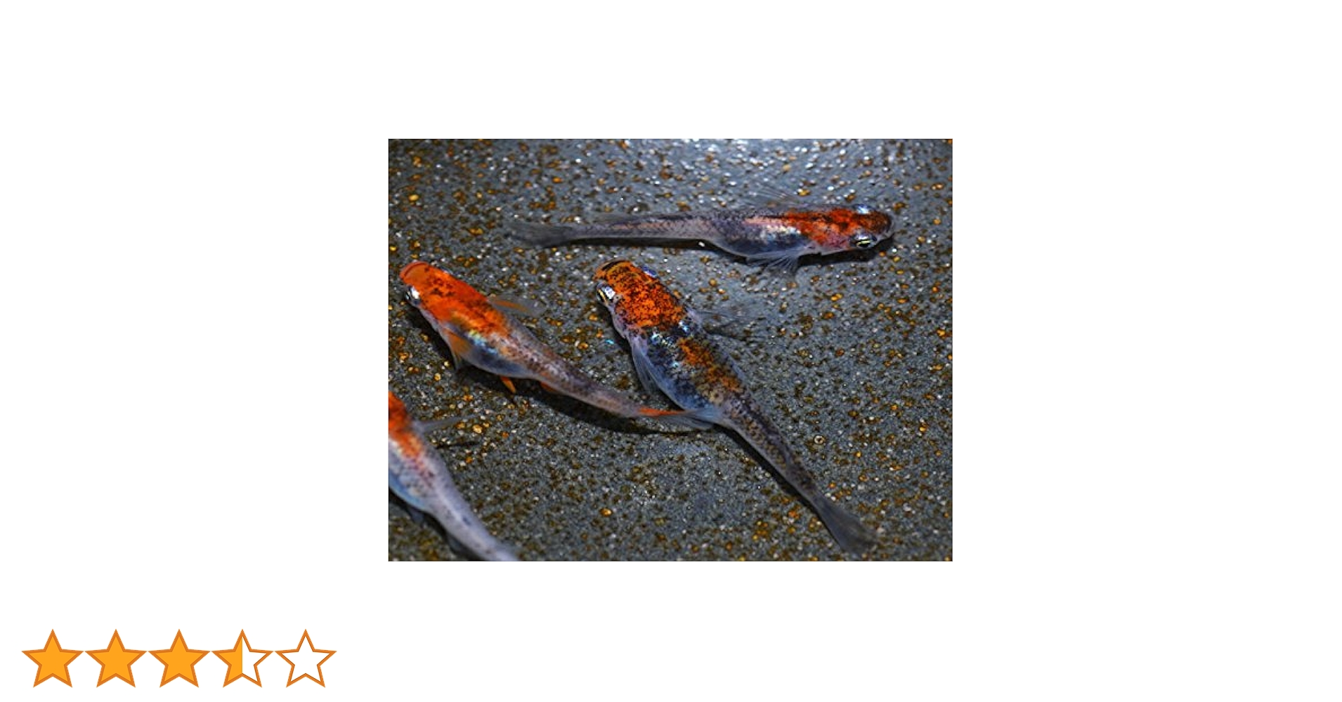 【中古】 三度のメシより漢字が好き！/ＭＢＣ２１/笠間友季惠 三度のメシより漢字が好き！」いやはや、恐れ入りました